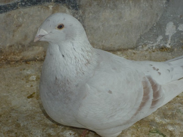 P1000459 - Porumbei Argintii femele