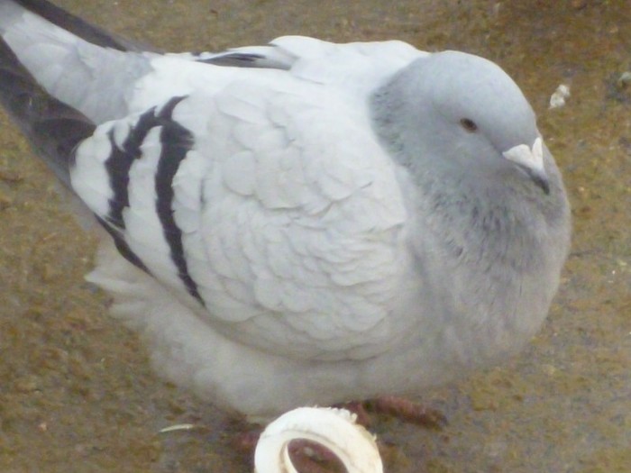P1000179 - Porumbei albastrii femele