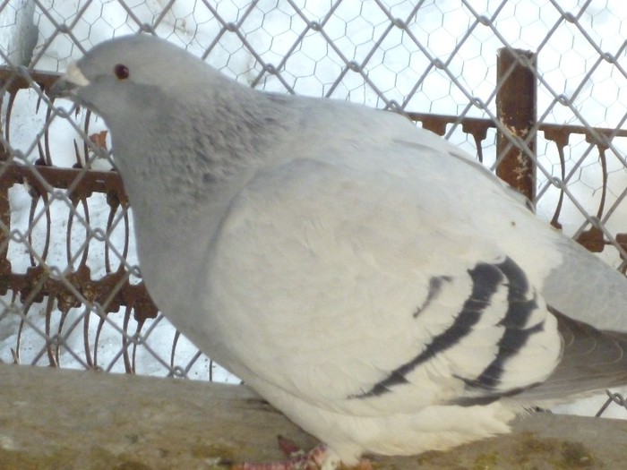 P1000180 - Porumbei albastrii femele