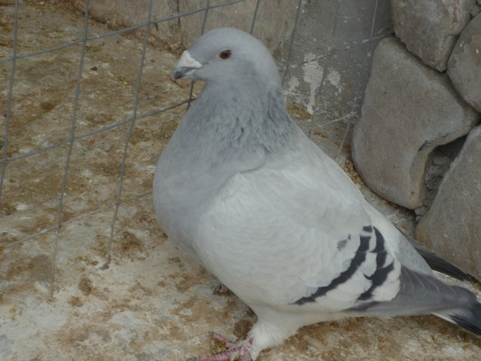 P1000512 - Porumbei albastrii femele