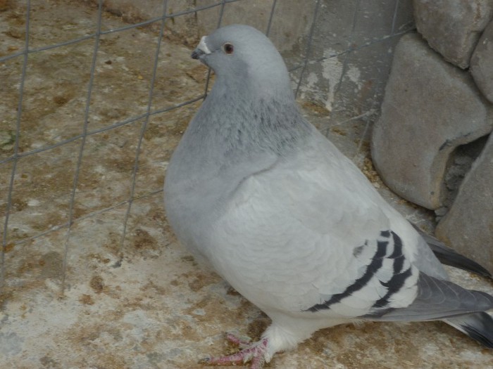 P1000513 - Porumbei albastrii femele