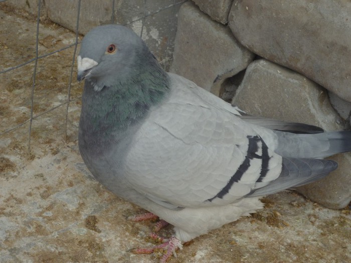 P1000514 - Porumbei albastrii femele