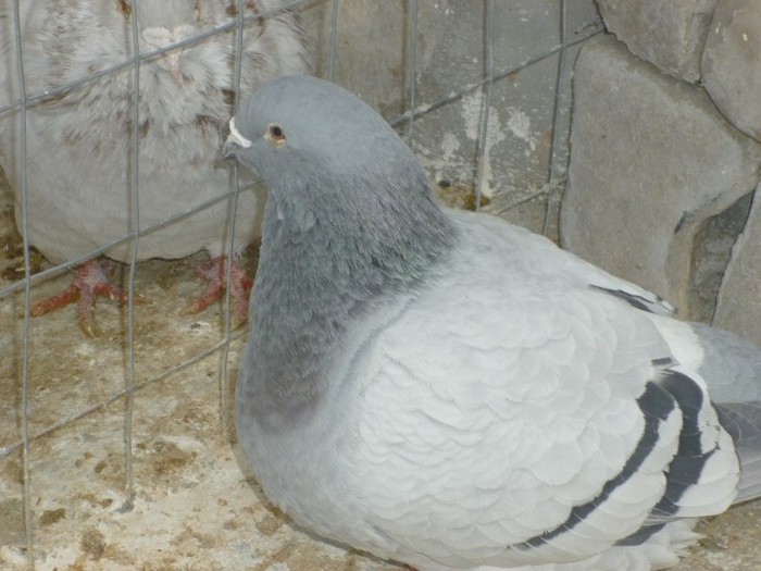 P1000549 - Porumbei albastrii femele