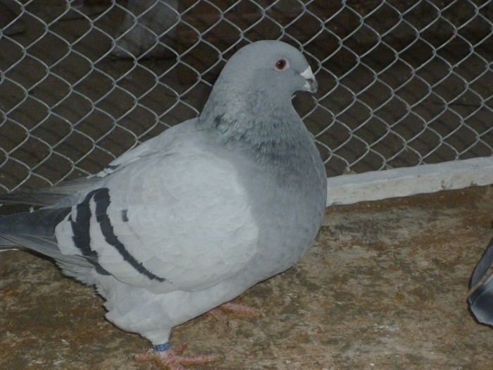 P1000647 - Porumbei albastrii femele