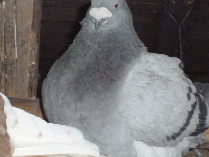 P1000289 - Porumbei albastrii masculi