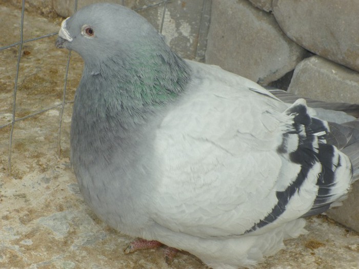 P1000503 - Porumbei albastrii masculi