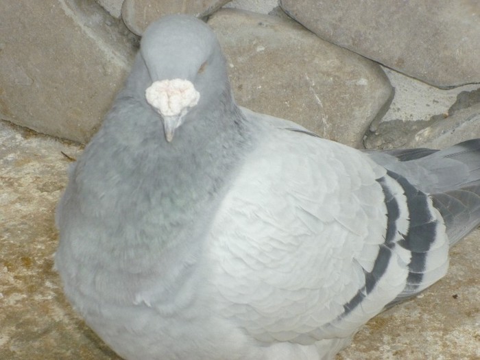 P1000543 - Porumbei albastrii masculi