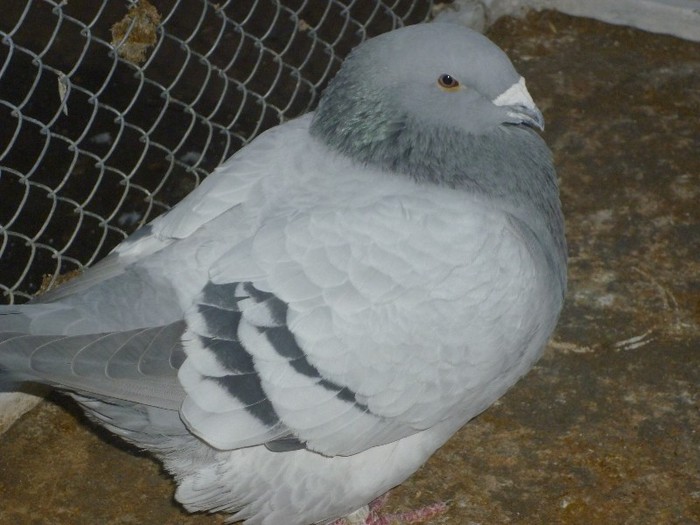 P1000648 - Porumbei albastrii masculi
