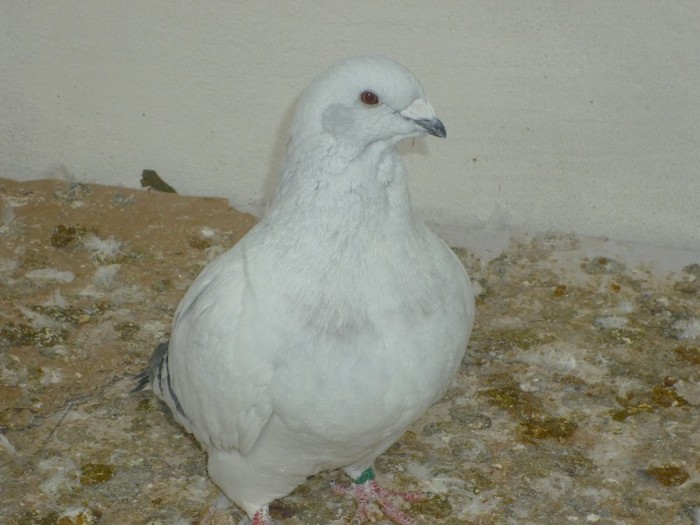 P1000529 - Porumbei albastrii sidefati femele