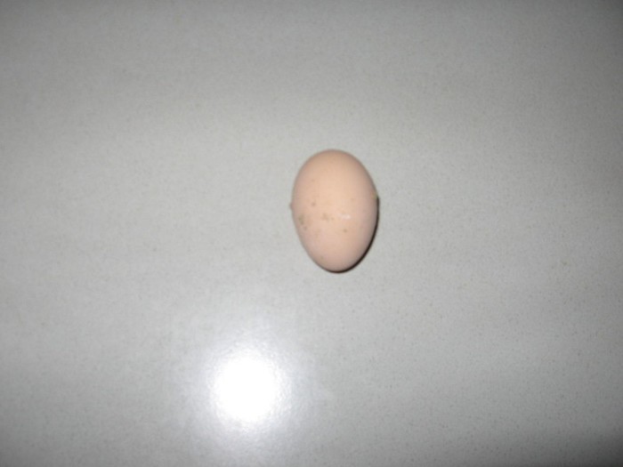 primul ou 08.12.2012