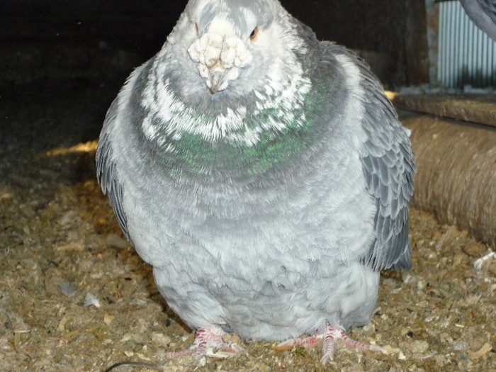 P1000114 - Porumbei cuci masculi