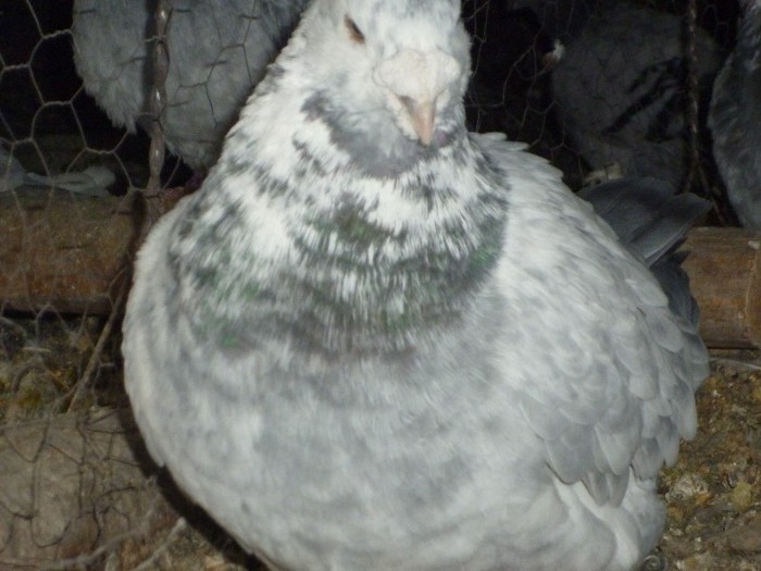P1000122 - Porumbei cuci masculi