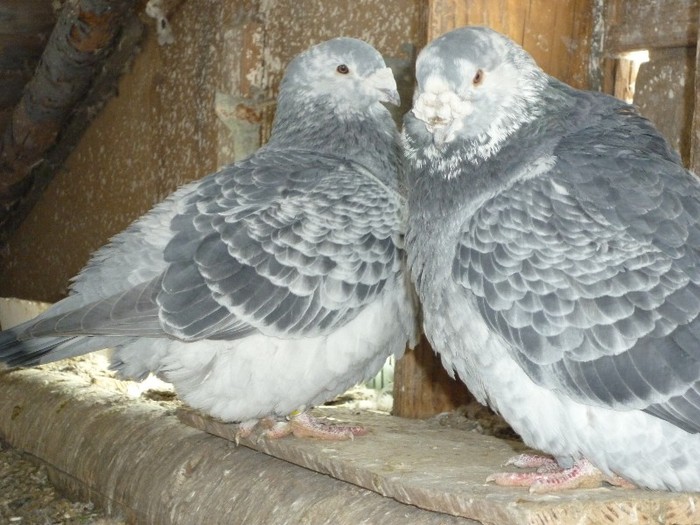 P1000221 - Porumbei cuci femele