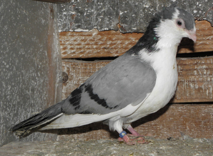 15g.m(2012)