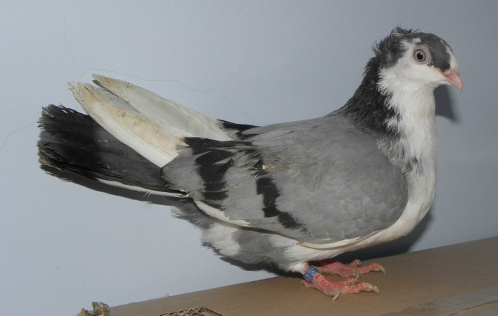 16g.m(2012)