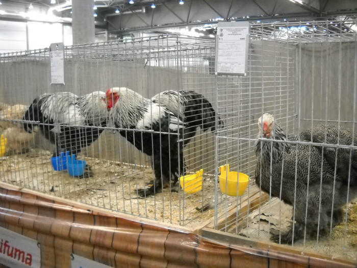 DSCN4085