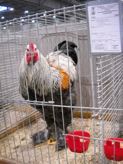 DSCN4148 - pasari Leipzig dec 2012