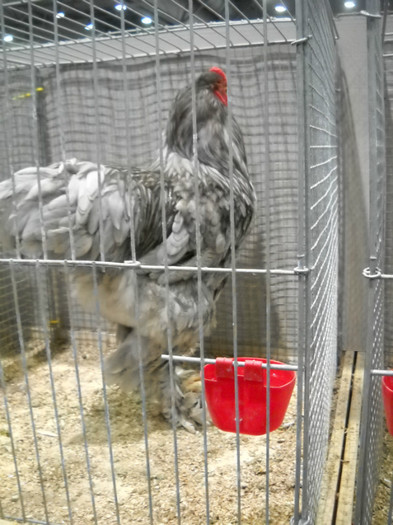 DSCN4150 - pasari Leipzig dec 2012