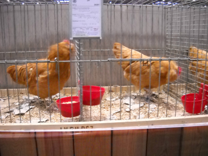 DSCN4155 - pasari Leipzig dec 2012