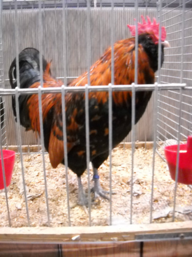 DSCN4157 - pasari Leipzig dec 2012