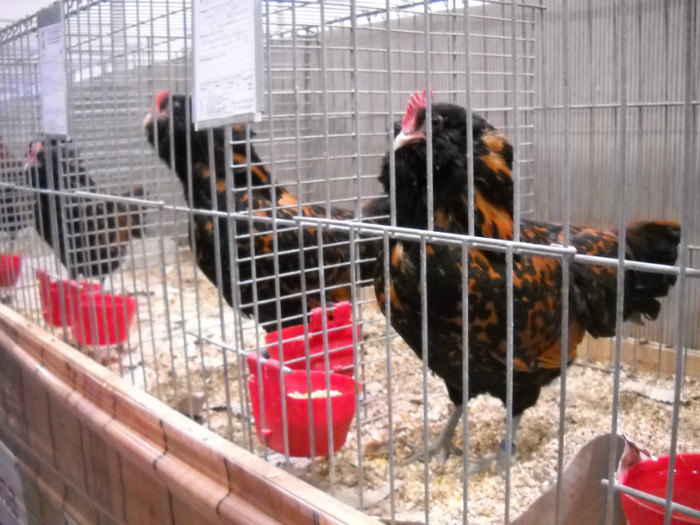 DSCN4159 - pasari Leipzig dec 2012