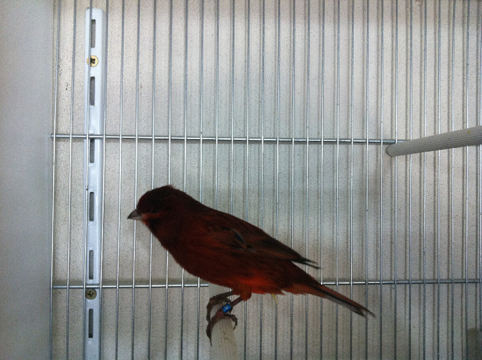 IMG_1519 - CANARI REPRODUCTIE 2013