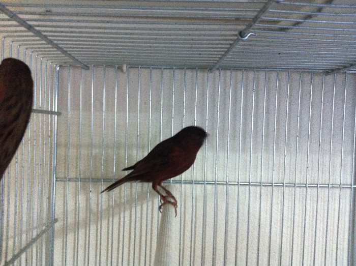 IMG_1531 - CANARI REPRODUCTIE 2013
