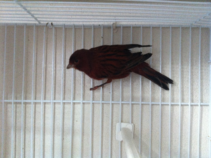 alt cobalt mascul - CANARI REPRODUCTIE 2013
