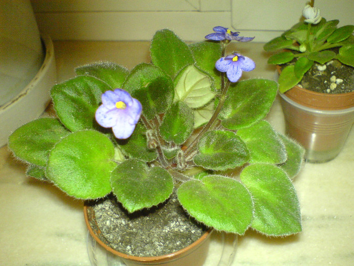 Coral Sparkle cu Jolly Orchid; 8 dec 2012
