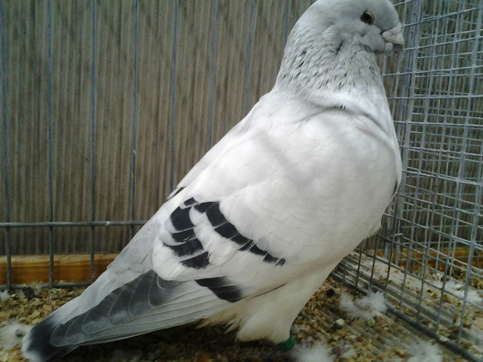 2012-12-07 15.01.34; romania
