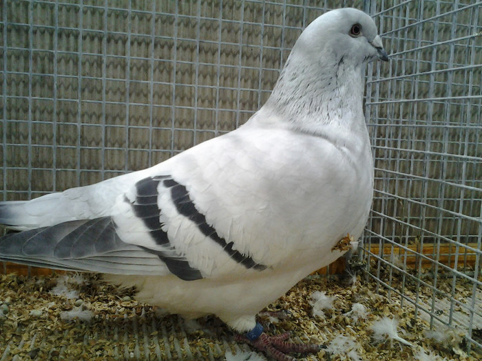 2012-12-07 15.01.57; romania
