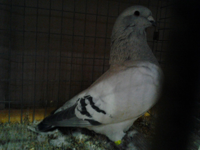 2012-12-07 15.02.53; romania
