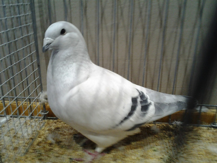 2012-12-07 15.07.28; polonia
