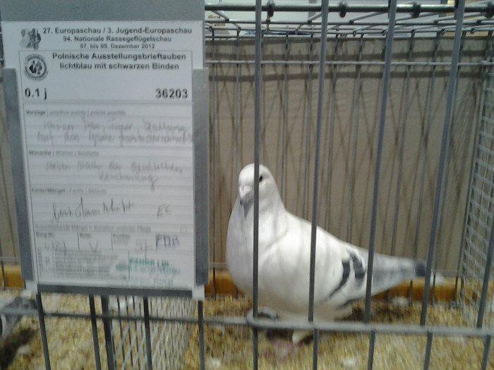 2012-12-07 15.07.32; polonia

