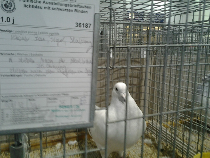 2012-12-07 15.09.40; polonia
