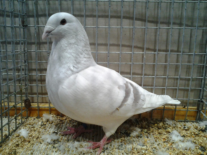 2012-12-07 15.10.46; polonia
