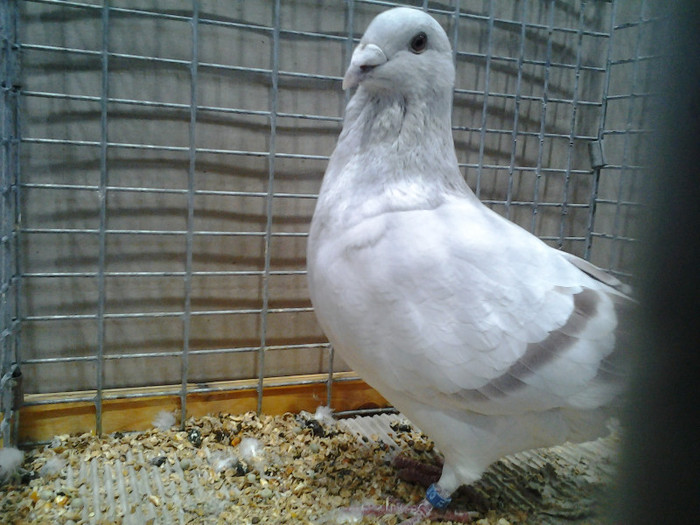 2012-12-07 15.10.59; polonia
