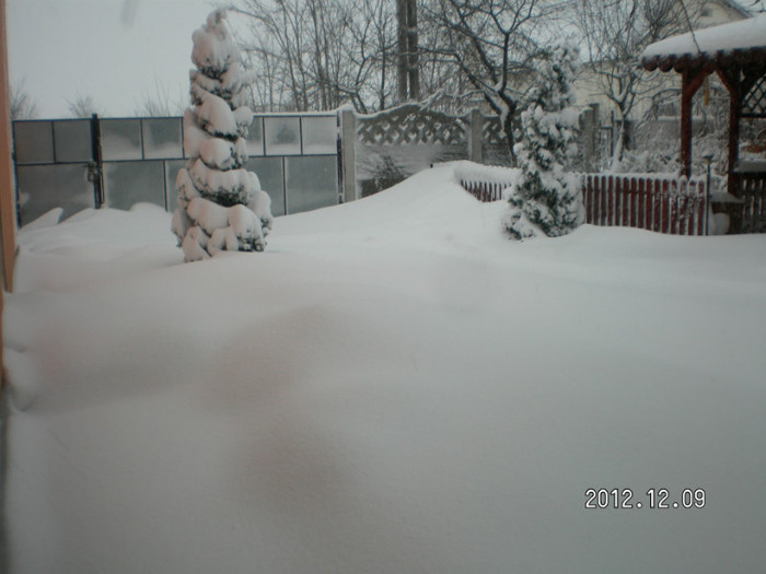 SANY4053 - Ningeee in TM  a venit iarna