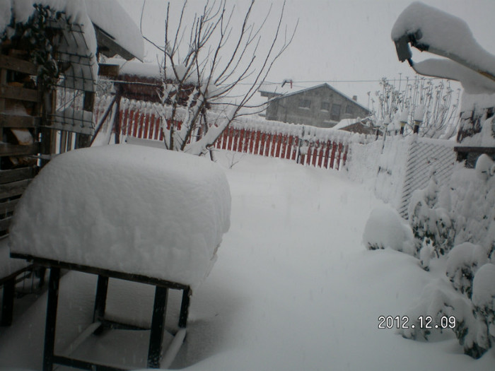 SANY4055 - Ningeee in TM  a venit iarna