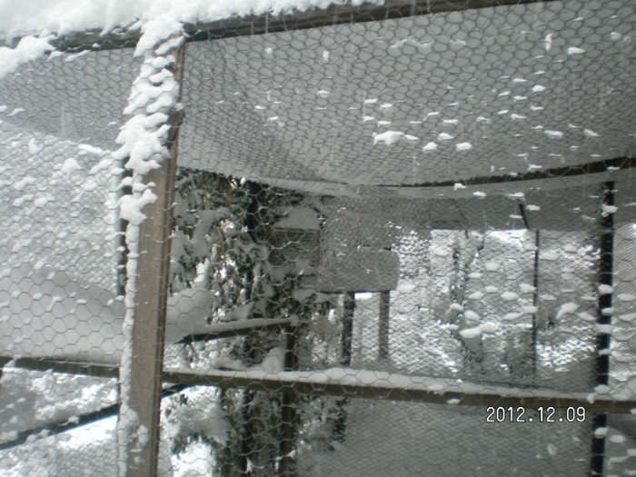 SANY4056 - Ningeee in TM  a venit iarna
