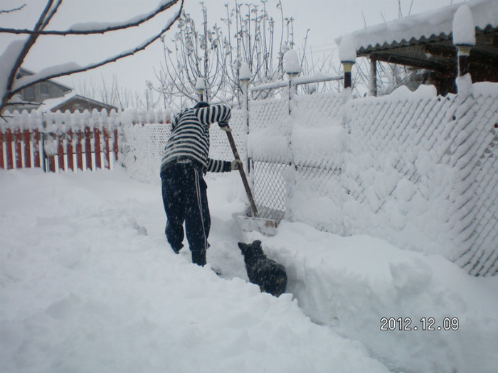 SANY4057 - Ningeee in TM  a venit iarna