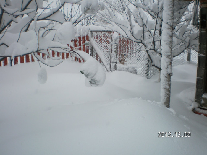 SANY4060 - Ningeee in TM  a venit iarna