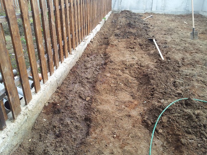 20121201_114334 - Plantare Gard Viu Ulmul  Turkestan