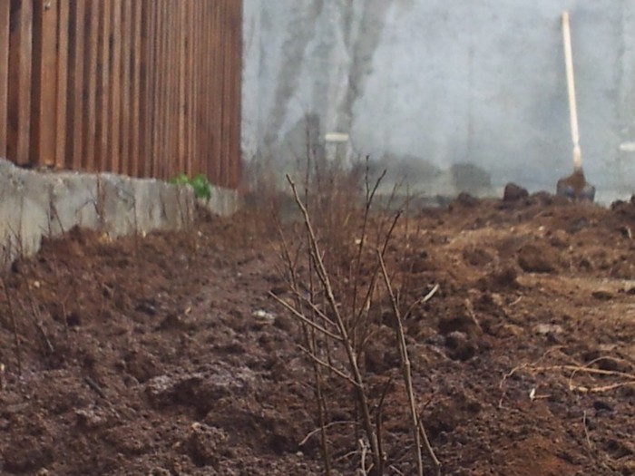 20121201_120459 - Plantare Gard Viu Ulmul  Turkestan