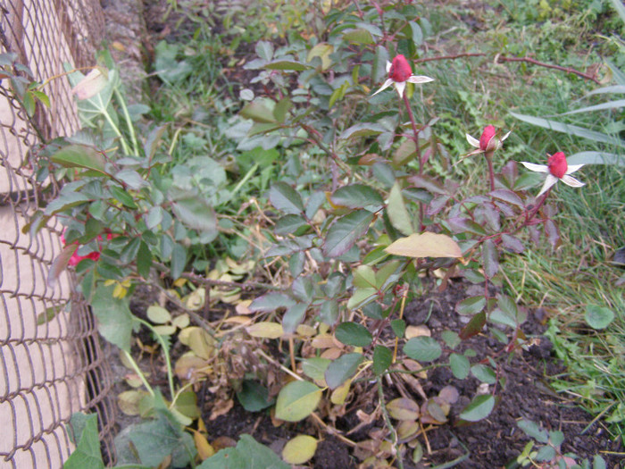 08 dec. - TRANDAFIRI