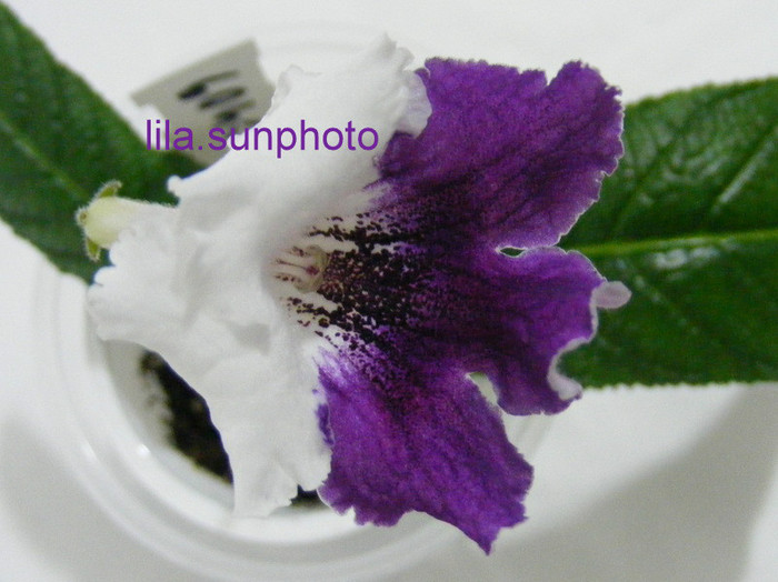  - streptocarpus MATYLDA