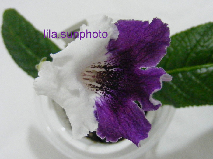  - streptocarpus MATYLDA