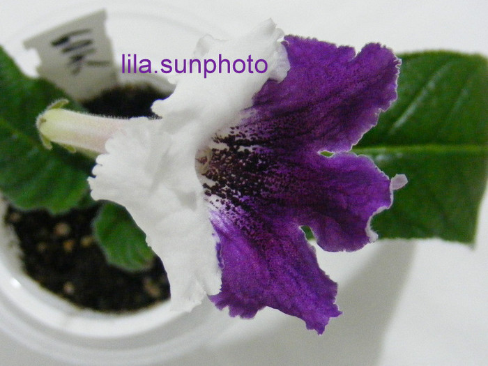  - streptocarpus MATYLDA