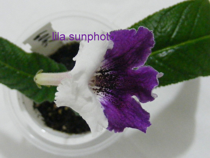  - streptocarpus MATYLDA