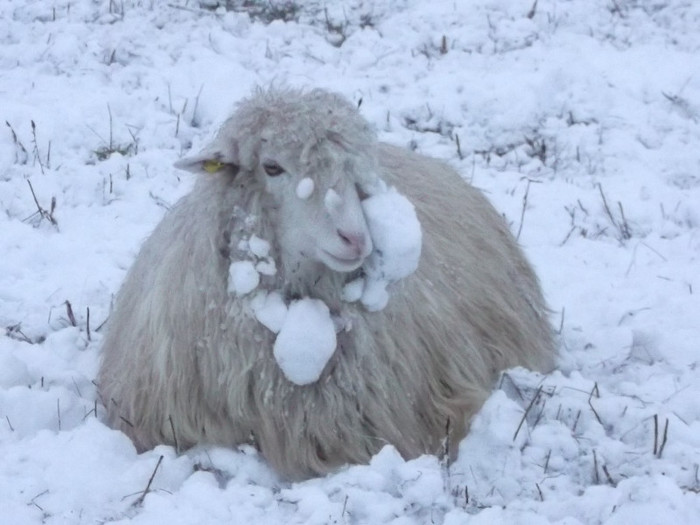 Picture 1041 - 19 oile pe timp de iarna 2012-2013